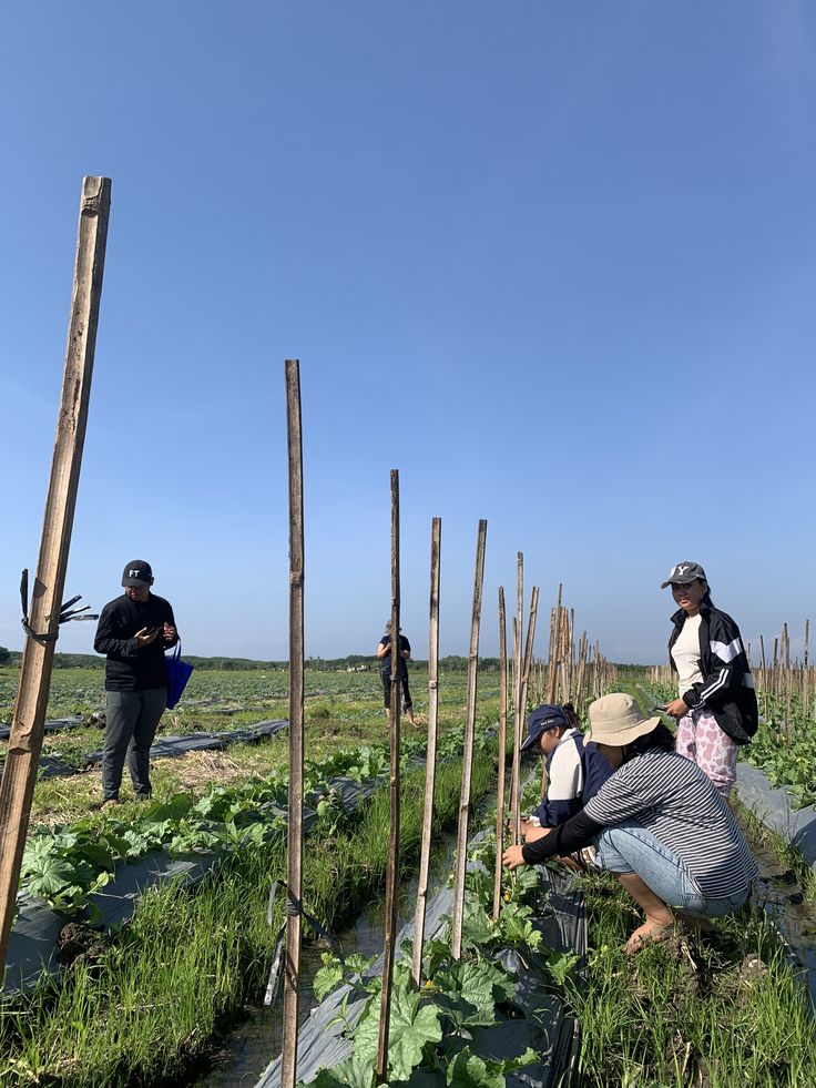 Vùng trồng rau nguyên liệu