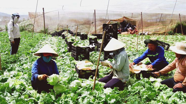 Nông trại rau sạch